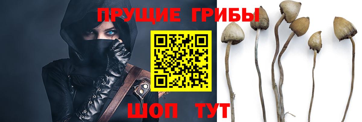 Галлюциногенные грибы GOLDEN TEACHER Коркино